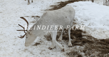 【芬蘭】放鬆身心靈的馴鹿農場一日遊（Reindeer Farm）